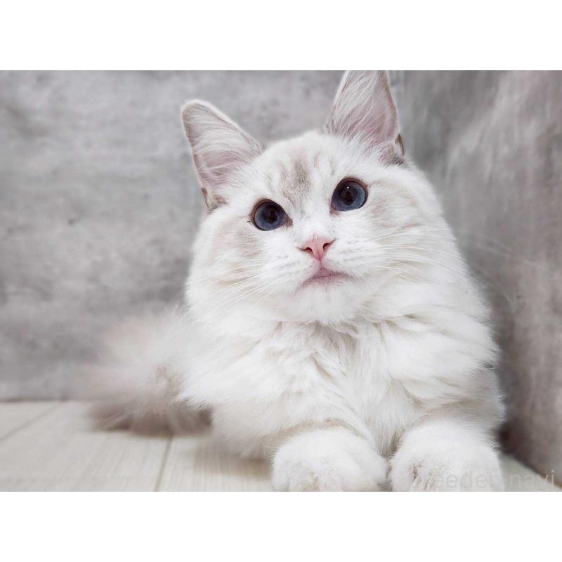 販売中の神奈川県のラグドール-131795の3枚目