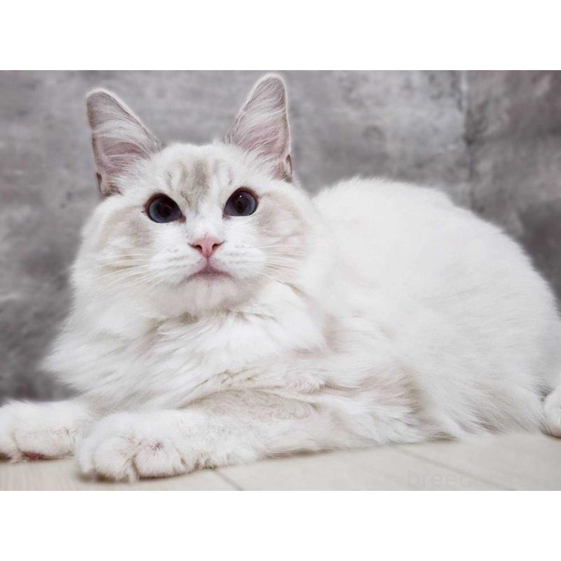 販売中の神奈川県のラグドール-131795の2枚目