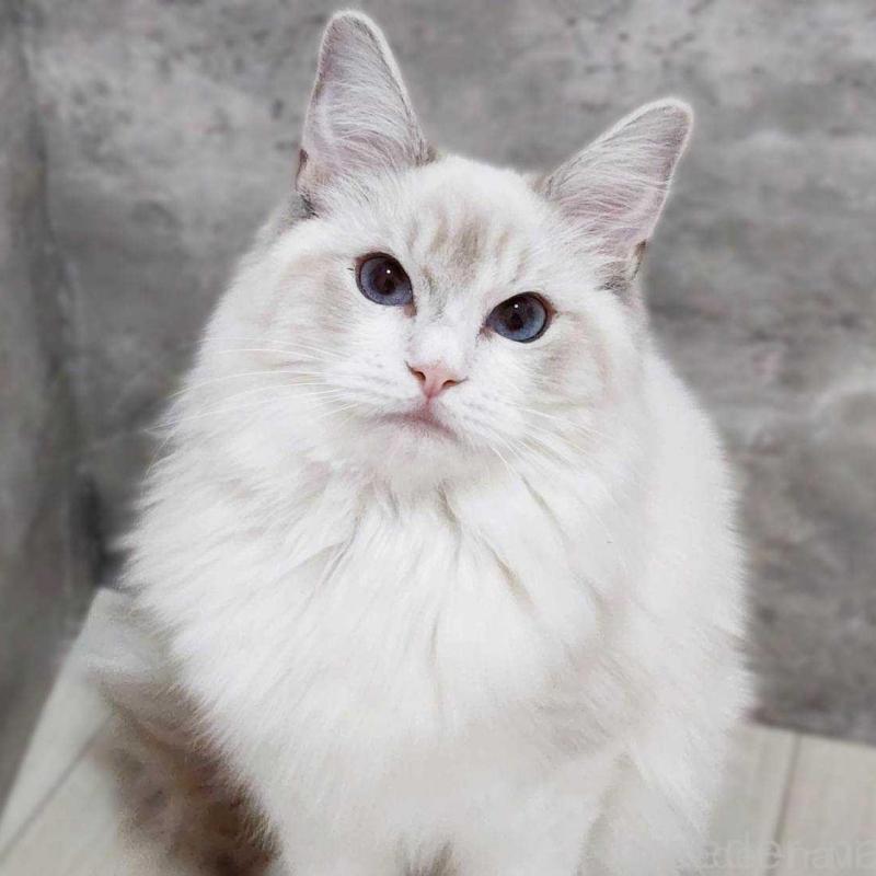 販売中の神奈川県のラグドール-131795