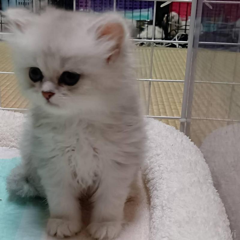 販売中の宮城県のペルシャ(チンチラ)-130311