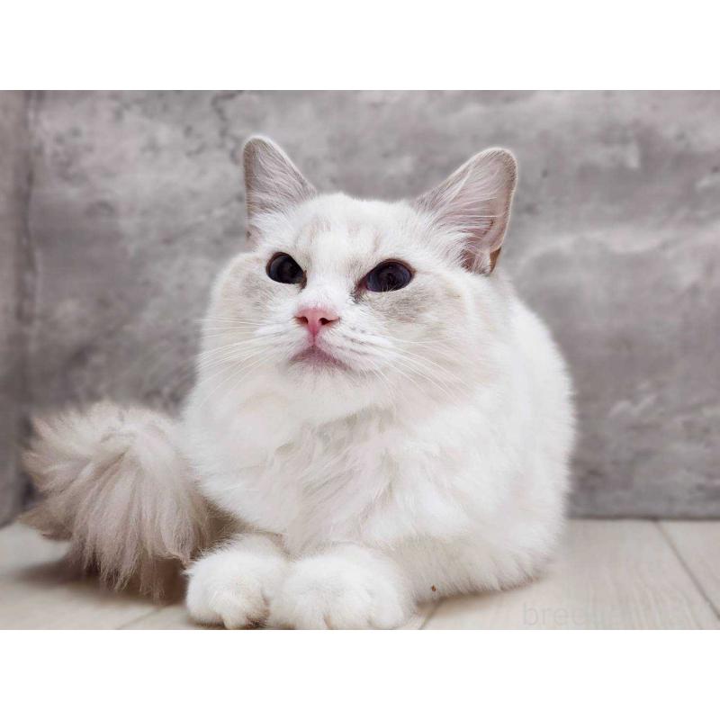 販売中の神奈川県のラグドール-131796の8枚目