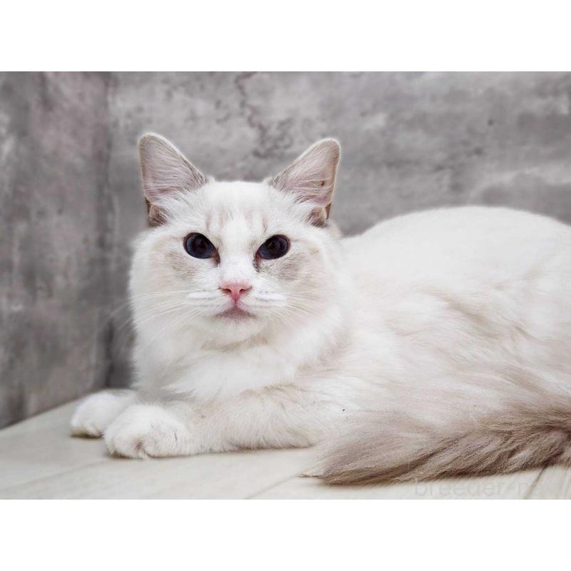 販売中の神奈川県のラグドール-131796の7枚目