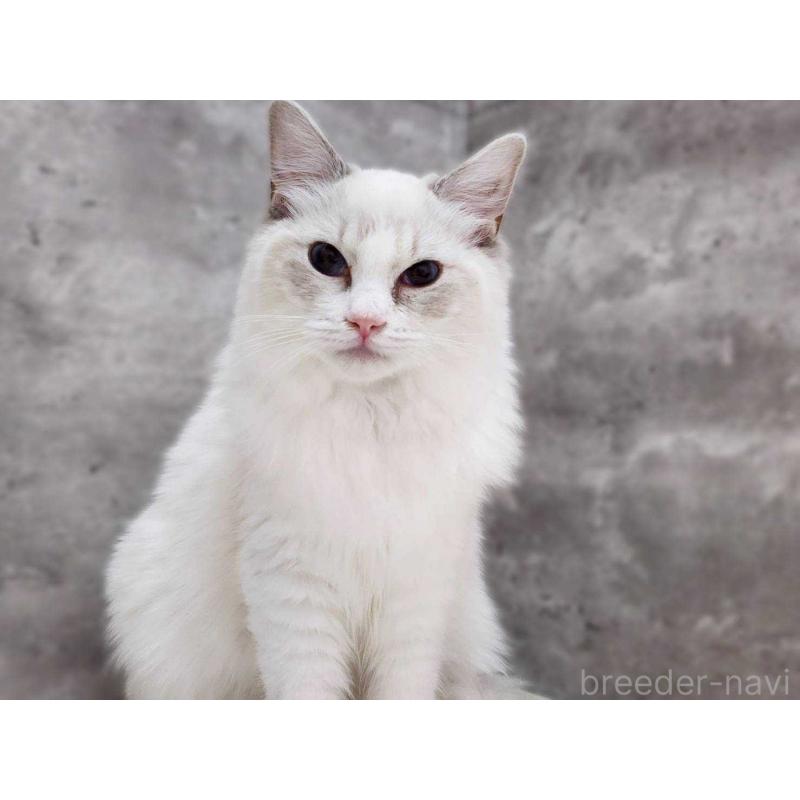 販売中の神奈川県のラグドール-131796の6枚目