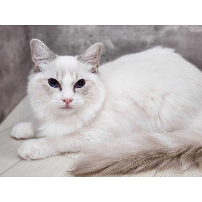 販売中の神奈川県のラグドール-131796の5枚目