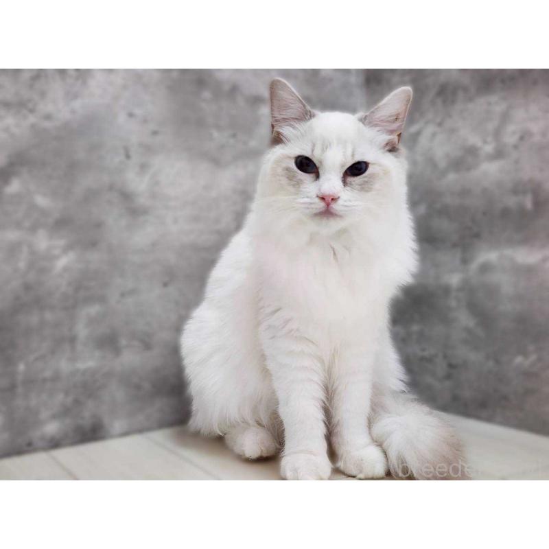 販売中の神奈川県のラグドール-131796の4枚目