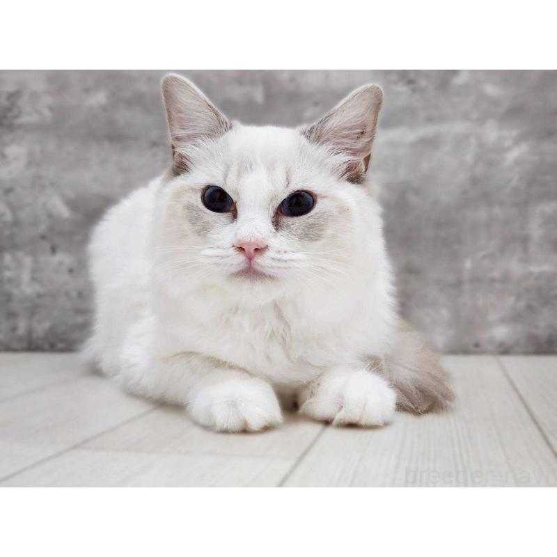 販売中の神奈川県のラグドール-131796の3枚目