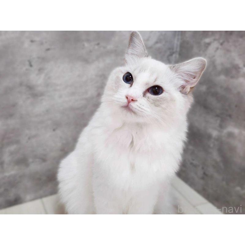 販売中の神奈川県のラグドール-131796の2枚目