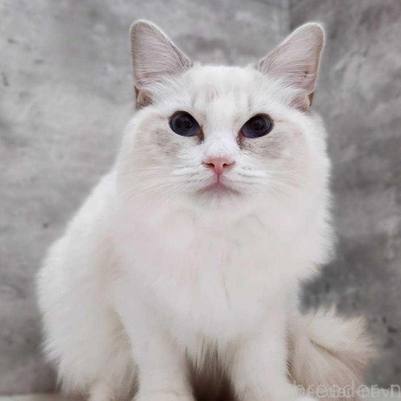 販売中の神奈川県のラグドール-131796