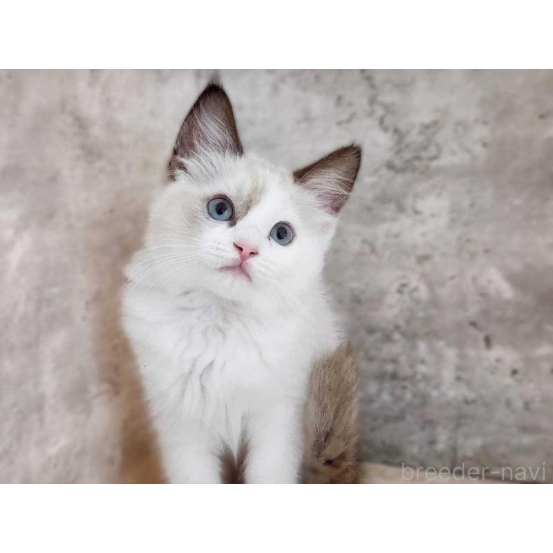 成約済の神奈川県のラグドール-131797の8枚目