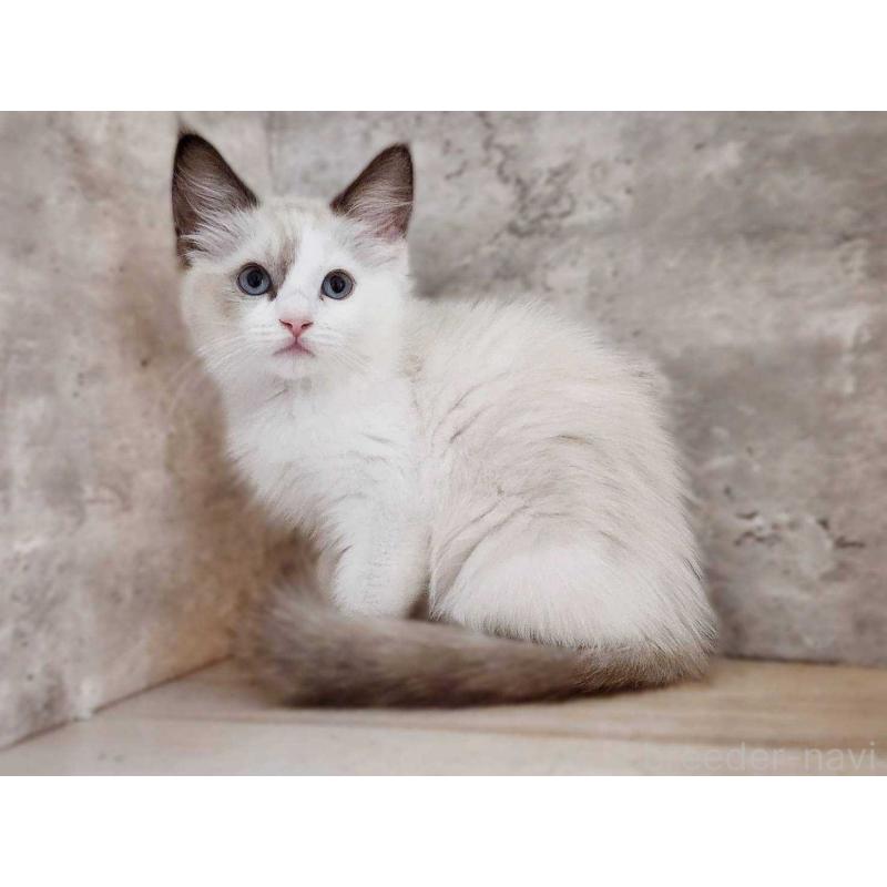 成約済の神奈川県のラグドール-131797の7枚目