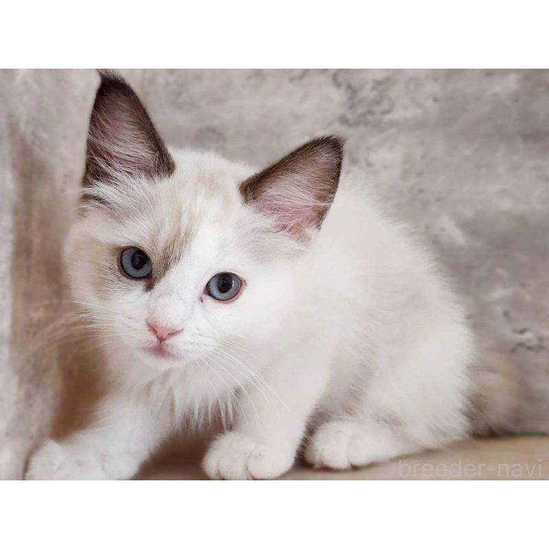 成約済の神奈川県のラグドール-131797の6枚目