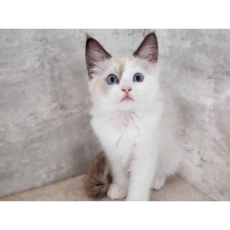 成約済の神奈川県のラグドール-131797の4枚目