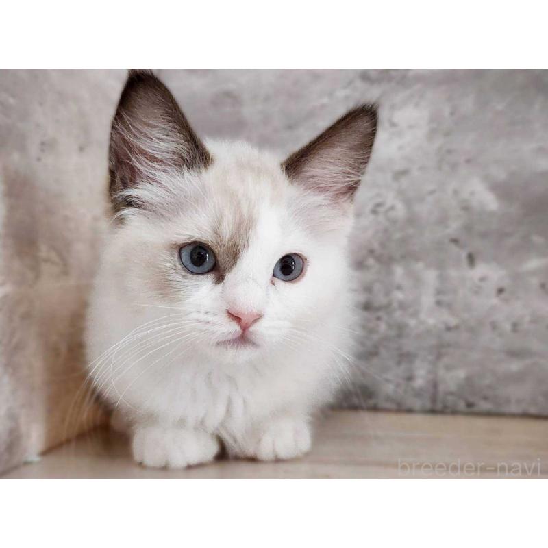 成約済の神奈川県のラグドール-131797の3枚目