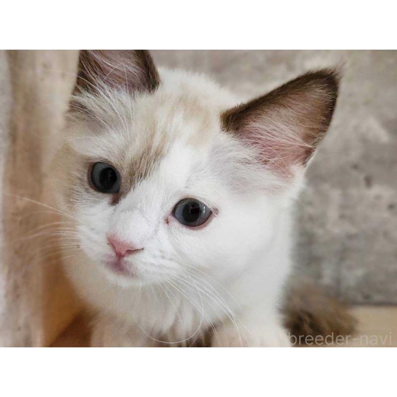 成約済の神奈川県のラグドール-131797の2枚目