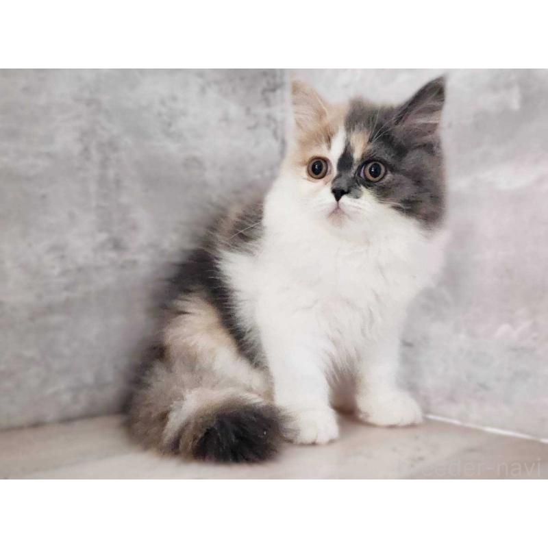 販売中の神奈川県のサイベリアン-131798の8枚目