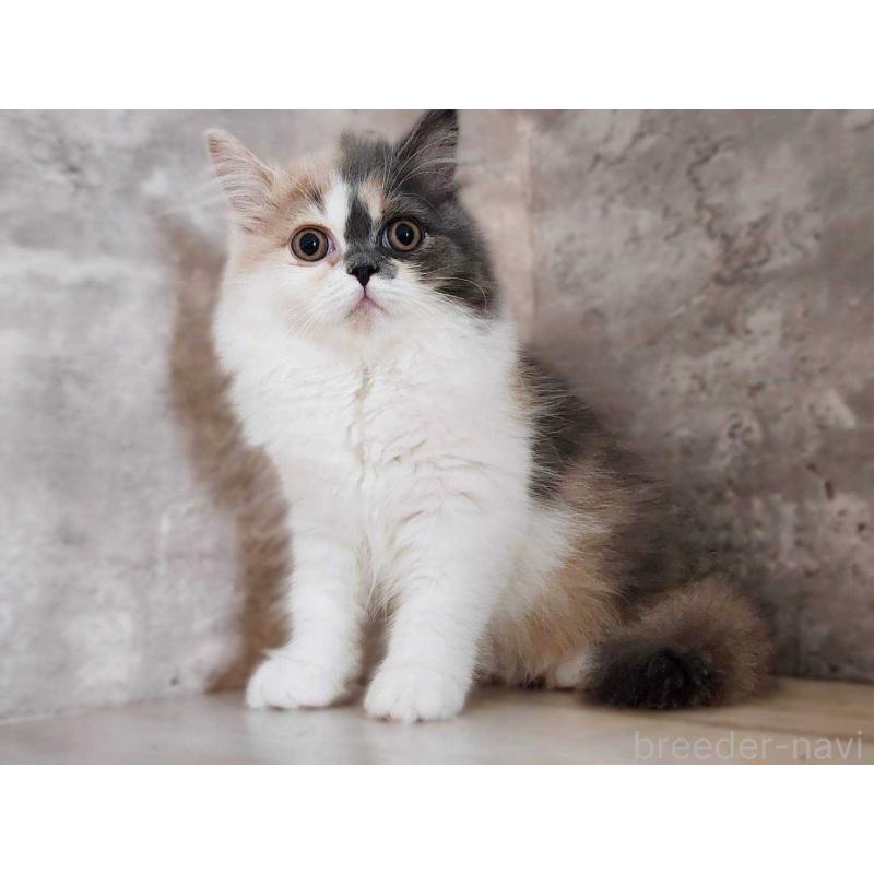 販売中の神奈川県のサイベリアン-131798の7枚目