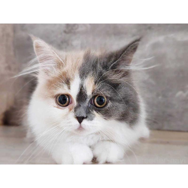 販売中の神奈川県のサイベリアン-131798の6枚目