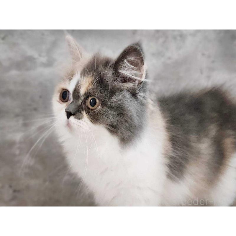 販売中の神奈川県のサイベリアン-131798の5枚目