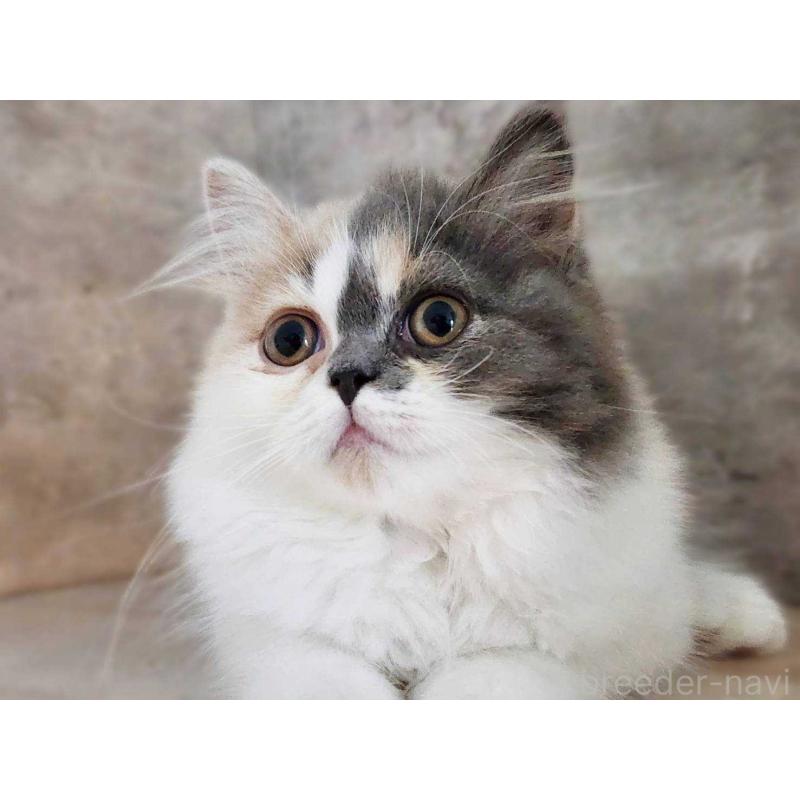 販売中の神奈川県のサイベリアン-131798の4枚目