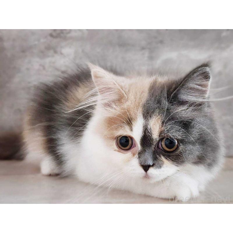 販売中の神奈川県のサイベリアン-131798の3枚目