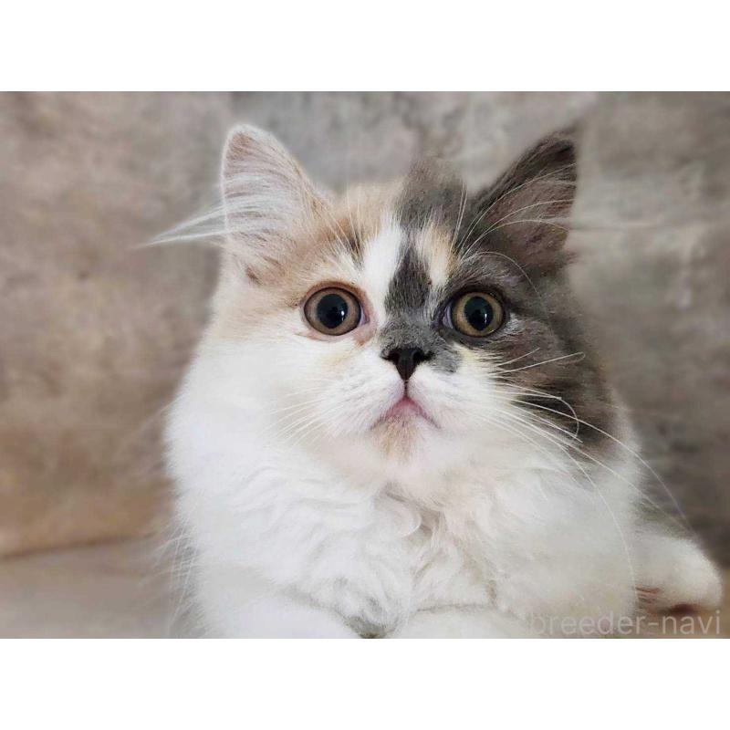 販売中の神奈川県のサイベリアン-131798の2枚目