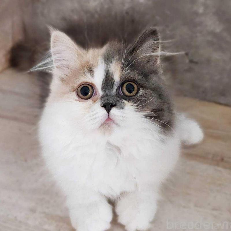 販売中ののサイベリアン-131798