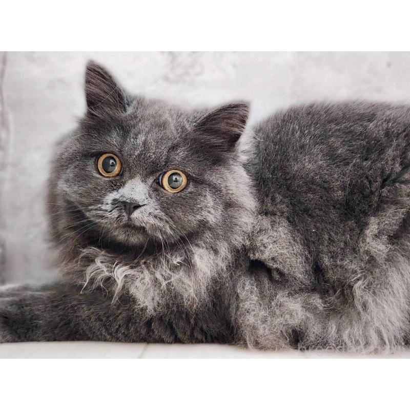 成約済の神奈川県のサイベリアン-131800の8枚目