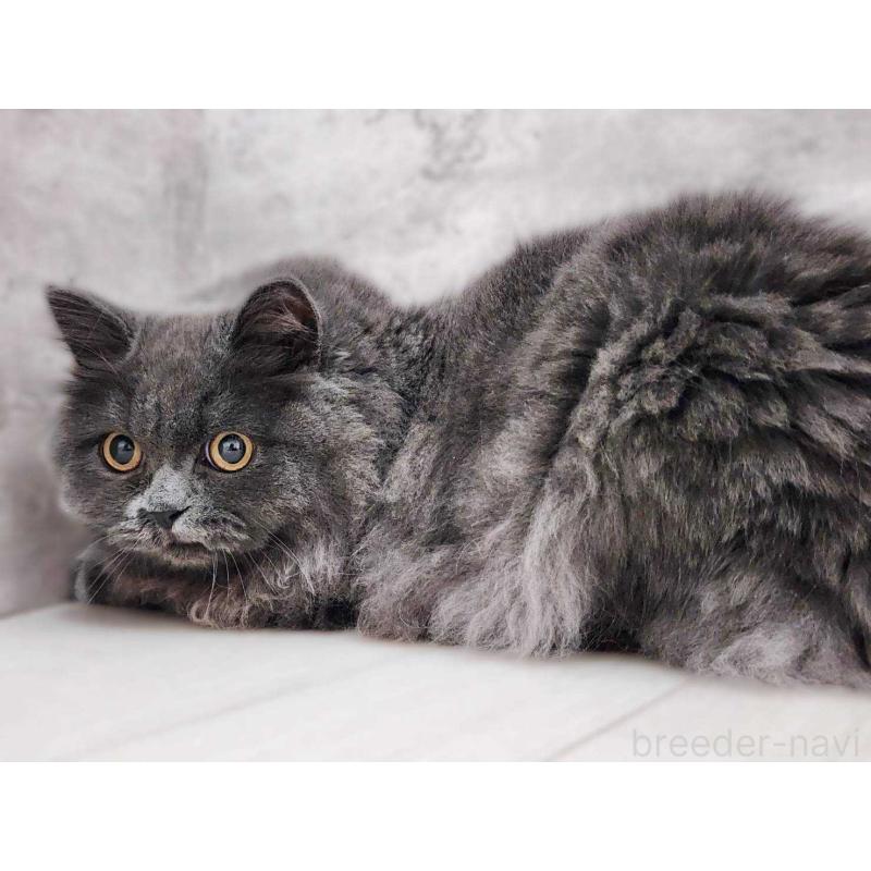 成約済の神奈川県のサイベリアン-131800の7枚目