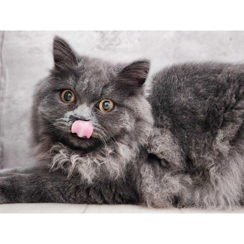 成約済の神奈川県のサイベリアン-131800の6枚目