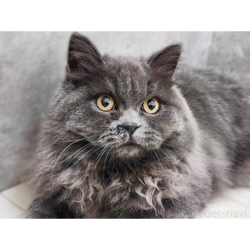 成約済の神奈川県のサイベリアン-131800の5枚目