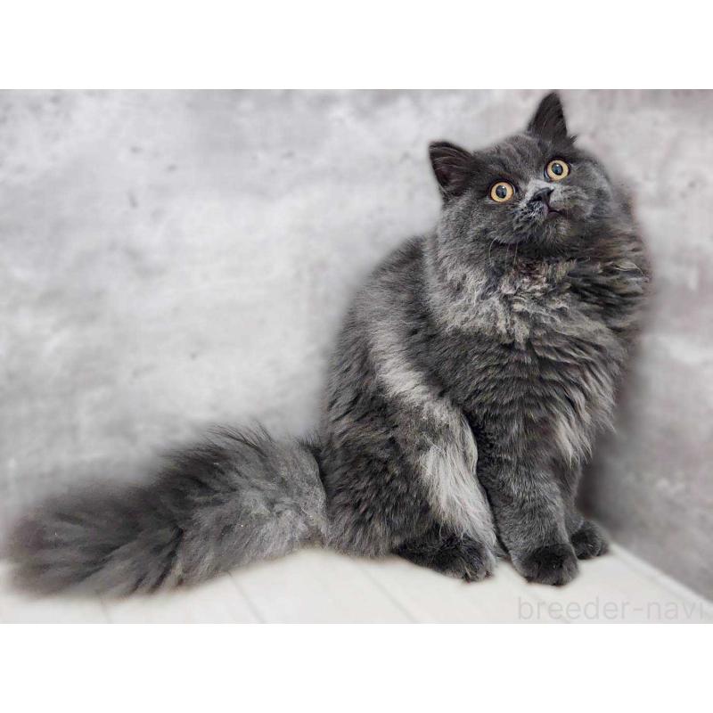 成約済の神奈川県のサイベリアン-131800の3枚目