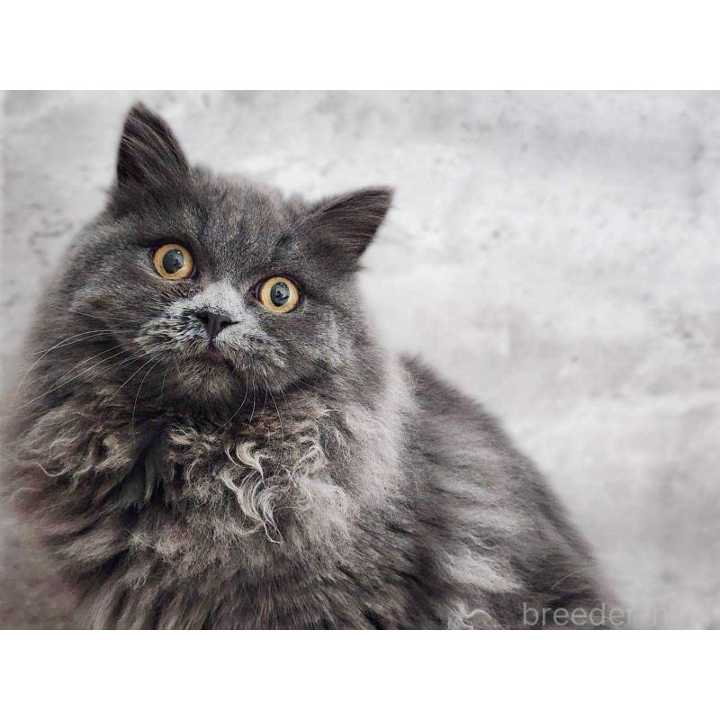 成約済の神奈川県のサイベリアン-131800の2枚目