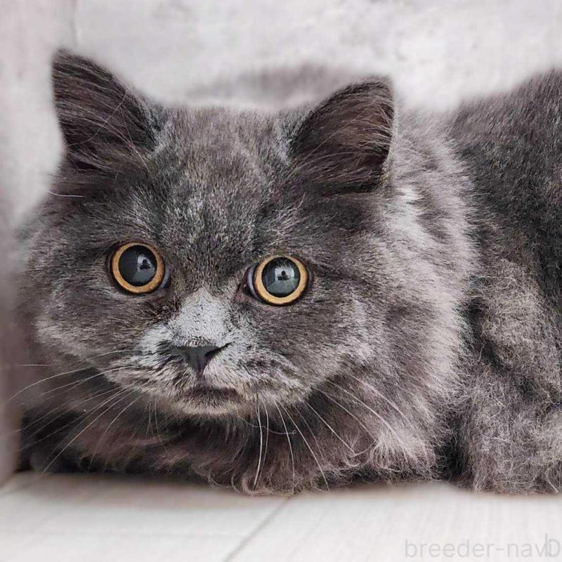 成約済の神奈川県のサイベリアン-131800の1枚目