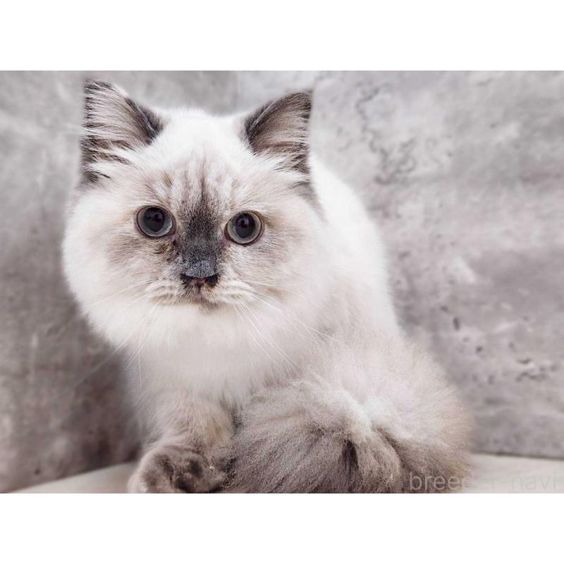 販売中の神奈川県のサイベリアン-131801の8枚目