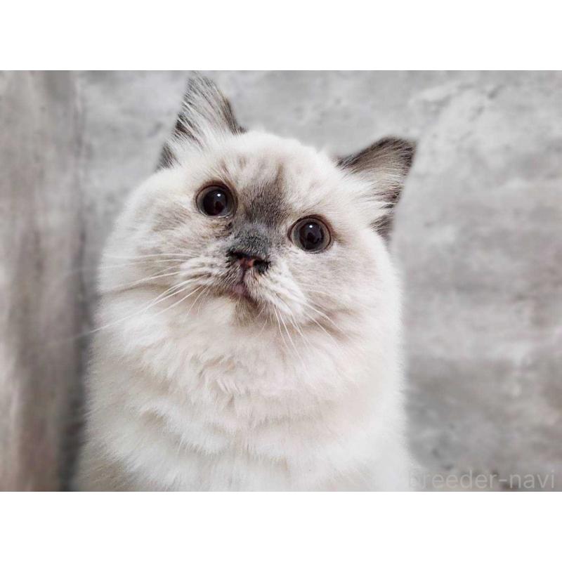 販売中の神奈川県のサイベリアン-131801の7枚目