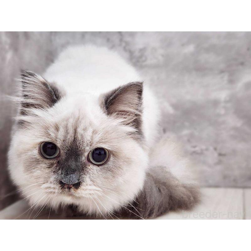 販売中の神奈川県のサイベリアン-131801の6枚目