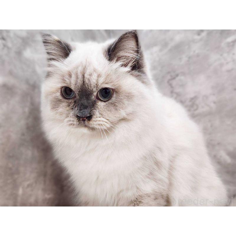 販売中の神奈川県のサイベリアン-131801の5枚目