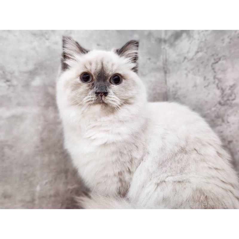 販売中の神奈川県のサイベリアン-131801の4枚目