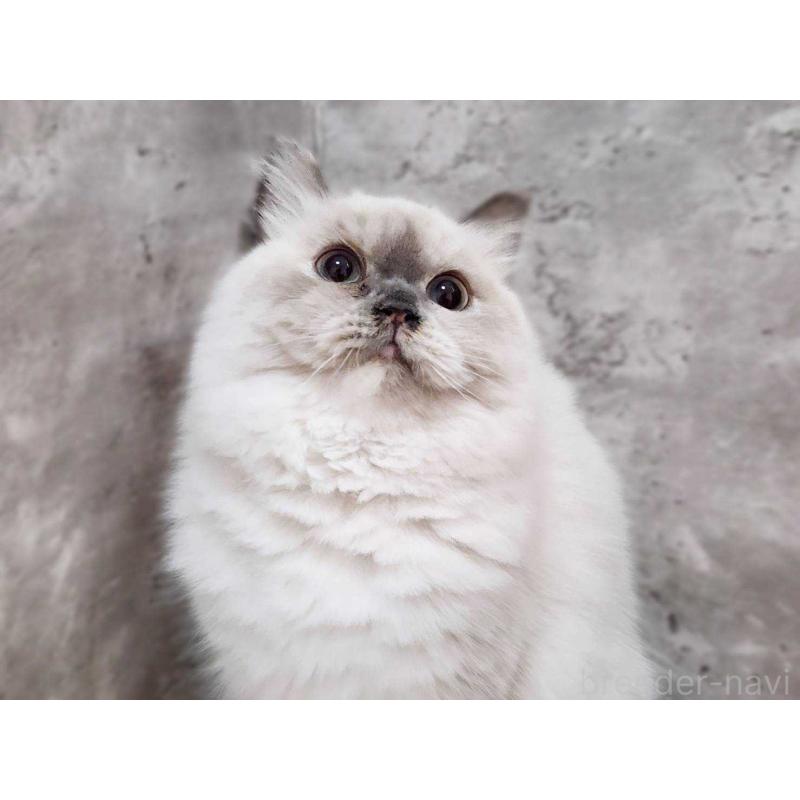 販売中の神奈川県のサイベリアン-131801の3枚目