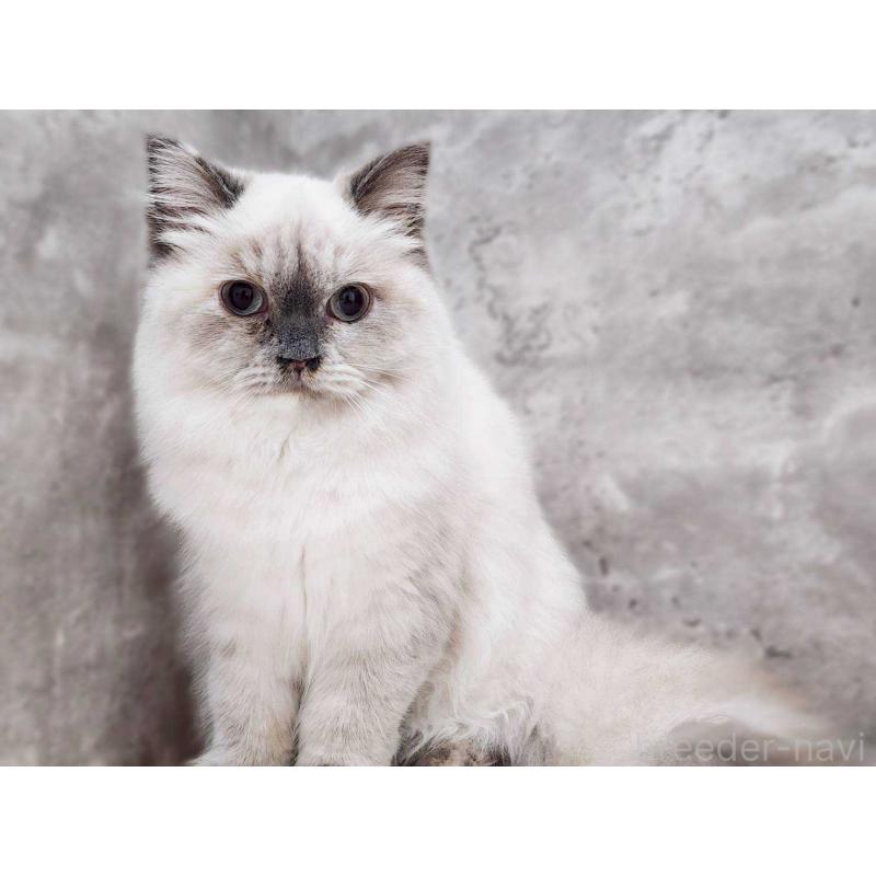 販売中の神奈川県のサイベリアン-131801の2枚目