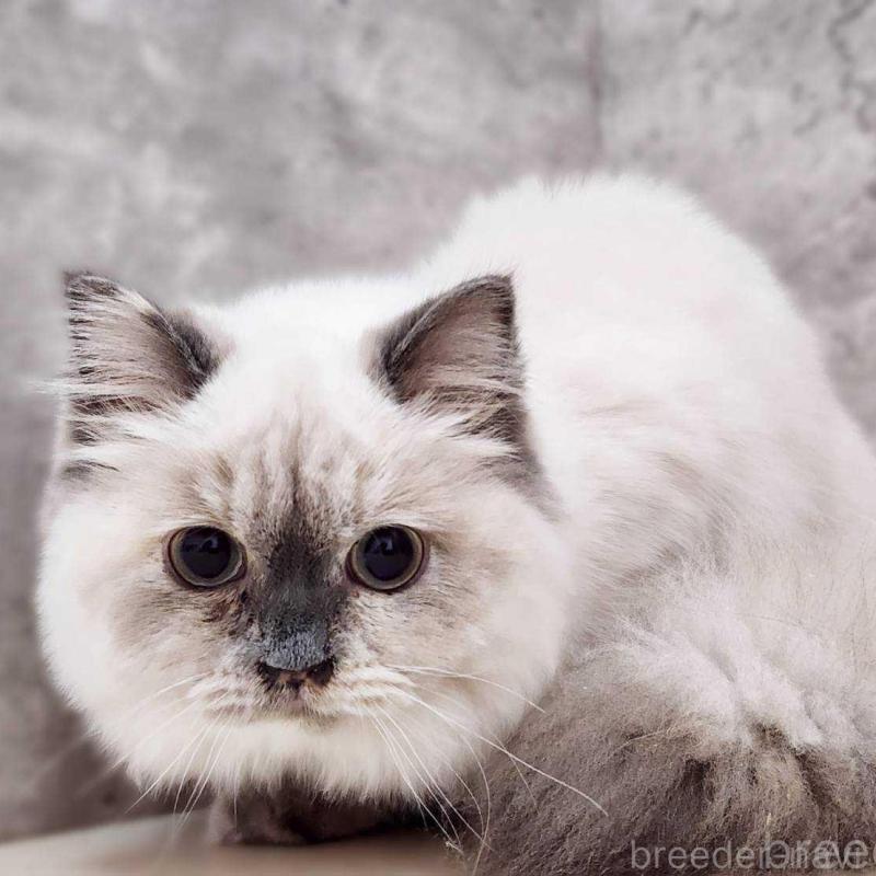 販売中ののサイベリアン-131801