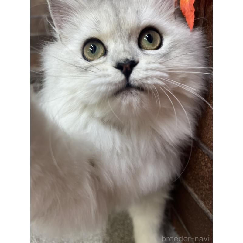 販売中の東京都のミヌエット-131802の6枚目