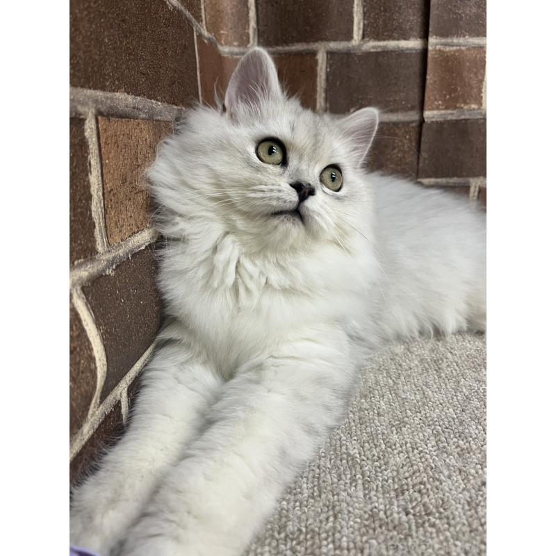 販売中の東京都のミヌエット-131802の5枚目