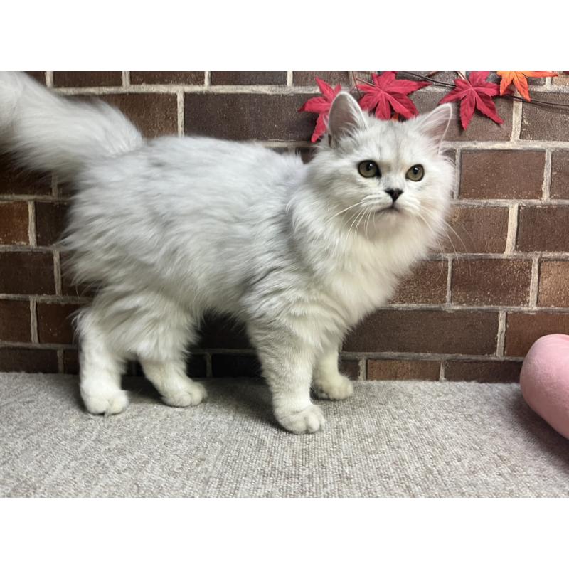 販売中の東京都のミヌエット-131802の4枚目