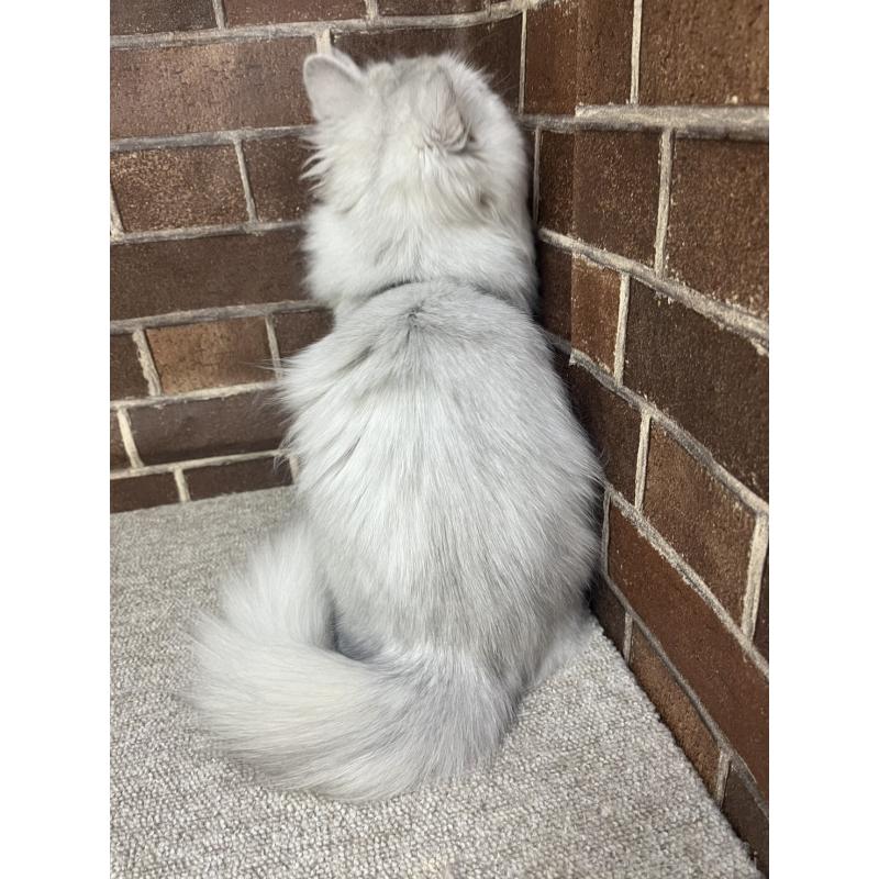 販売中の東京都のミヌエット-131802の3枚目