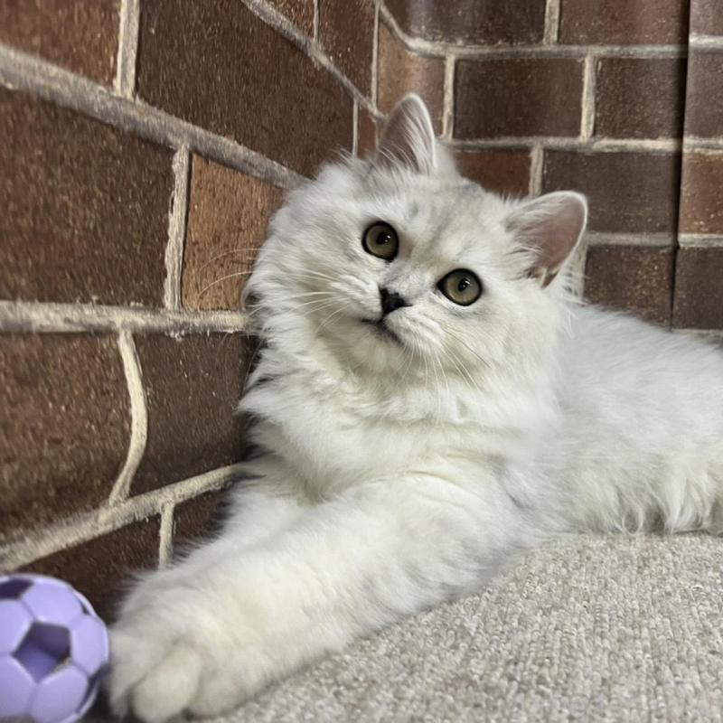 販売中の東京都のミヌエット-131802