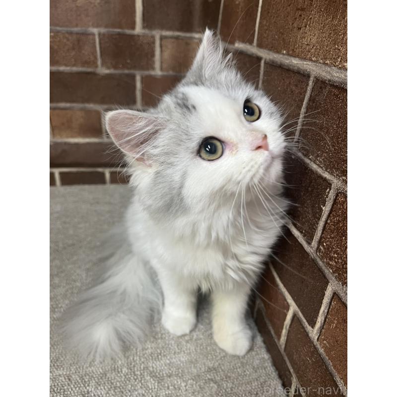 販売中の東京都のミヌエット-131804の9枚目