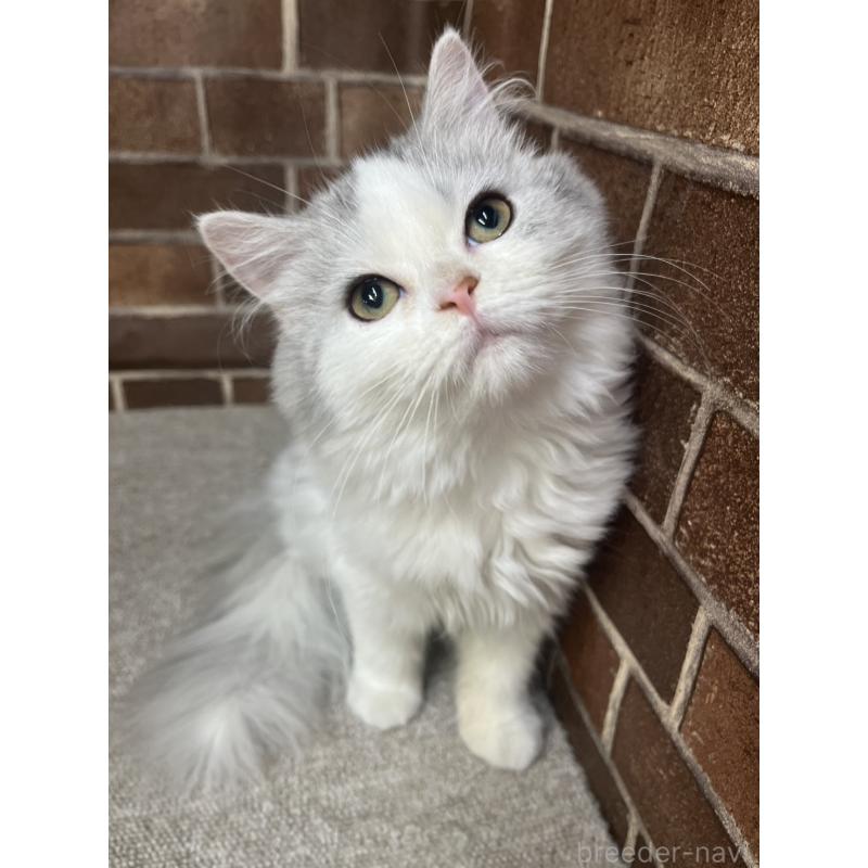 販売中の東京都のミヌエット-131804の8枚目