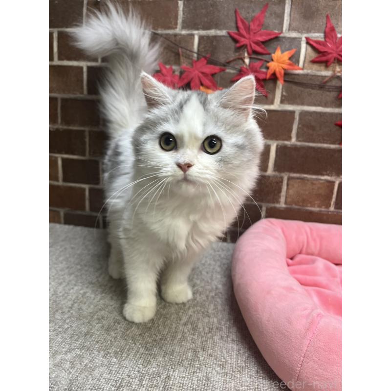 販売中の東京都のミヌエット-131804の7枚目