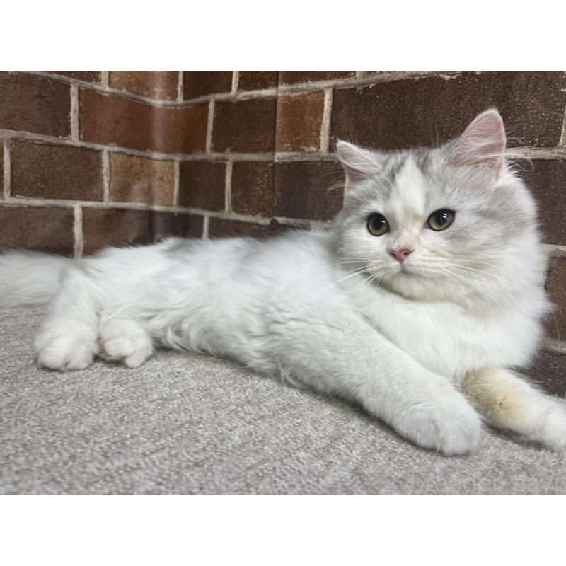 販売中の東京都のミヌエット-131804の6枚目